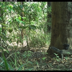 Varanus varius (Lace Monitor) at Lower Pappinbarra, NSW - 20 Oct 2024 by dave@kerrie