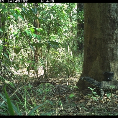 Varanus varius (Lace Monitor) at Lower Pappinbarra, NSW - 20 Oct 2024 by dave@kerrie