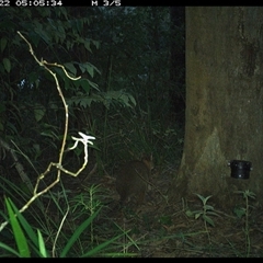 Thylogale thetis (Red-necked Pademelon) at Lower Pappinbarra, NSW - 22 Oct 2024 by dave@kerrie