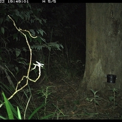 Tachyglossus aculeatus (Short-beaked Echidna) at Lower Pappinbarra, NSW - 22 Oct 2024 by dave@kerrie