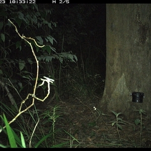 Perameles nasuta (Long-nosed Bandicoot) at Lower Pappinbarra, NSW - 23 Oct 2024 by dave@kerrie