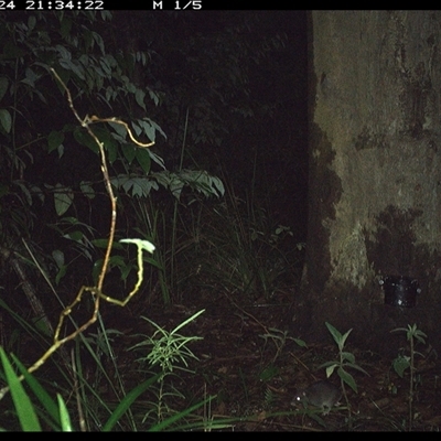 Rattus fuscipes (Bush Rat) at Lower Pappinbarra, NSW - 24 Oct 2024 by dave@kerrie