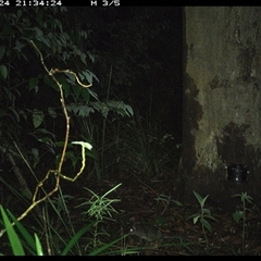 Rattus fuscipes at Lower Pappinbarra, NSW - 24 Oct 2024 09:34 PM