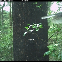 Rhipidura albiscapa (Grey Fantail) at Lower Pappinbarra, NSW - 21 Nov 2024 by dave@kerrie