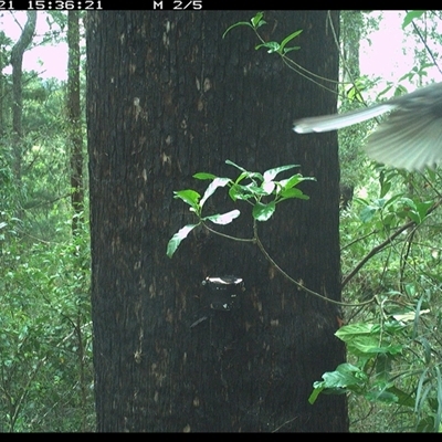 Rhipidura albiscapa (Grey Fantail) at Lower Pappinbarra, NSW - 21 Nov 2024 by dave@kerrie