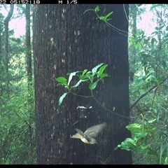Pachycephala pectoralis (Golden Whistler) at Lower Pappinbarra, NSW - 22 Nov 2024 by dave@kerrie