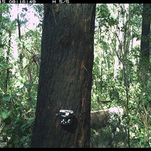 Bos taurus (Cattle) at Lower Pappinbarra, NSW - 15 Dec 2024 by dave@kerrie
