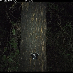 Antechinus sp. (genus) (Unidentified Antechinus) at Lower Pappinbarra, NSW - 4 Jan 2025 by dave@kerrie