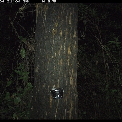 Antechinus sp. (genus) (Unidentified Antechinus) at Lower Pappinbarra, NSW - 4 Jan 2025 by dave@kerrie