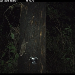 Petaurus breviceps (Sugar Glider) at Lower Pappinbarra, NSW - 12 Jan 2025 by dave@kerrie