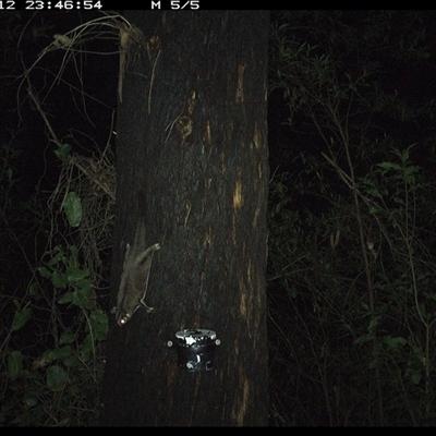 Petaurus breviceps (Sugar Glider) at Lower Pappinbarra, NSW - 12 Jan 2025 by dave@kerrie