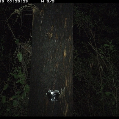 Antechinus stuartii (Brown Antechinus) at Lower Pappinbarra, NSW - 13 Jan 2025 by dave@kerrie