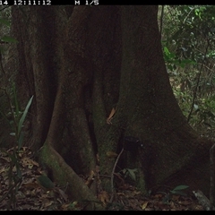 Pitta versicolor (Noisy Pitta) at Lower Pappinbarra, NSW - 14 Oct 2024 by dave@kerrie
