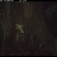 Meliphaga lewinii (Lewin's Honeyeater) at Lower Pappinbarra, NSW - 15 Oct 2024 by dave@kerrie