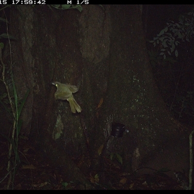 Meliphaga lewinii (Lewin's Honeyeater) at Lower Pappinbarra, NSW - 15 Oct 2024 by dave@kerrie
