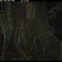 Trichosurus sp. (Brushtail Possum (either common or mountain)) at Lower Pappinbarra, NSW - 18 Oct 2024 by dave@kerrie