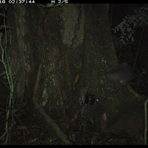 Trichosurus sp. (Brushtail Possum (either common or mountain)) at Lower Pappinbarra, NSW - 18 Oct 2024 by dave@kerrie