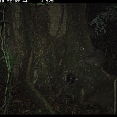 Trichosurus sp. (Brushtail Possum (either common or mountain)) at Lower Pappinbarra, NSW - 18 Oct 2024 by dave@kerrie