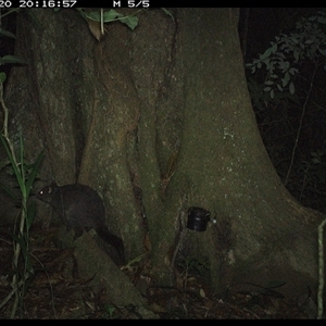 Trichosurus sp. (Brushtail Possum (either common or mountain)) at Lower Pappinbarra, NSW - 20 Oct 2024 by dave@kerrie
