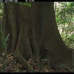 Symposiachrus trivirgatus (Australian Spectacled Monarch) at Lower Pappinbarra, NSW - 22 Oct 2024 by dave@kerrie