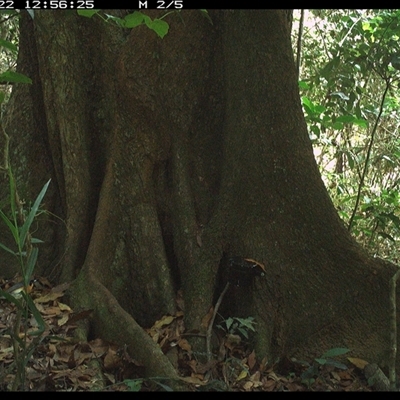 Symposiachrus trivirgatus (Australian Spectacled Monarch) at Lower Pappinbarra, NSW - 22 Oct 2024 by dave@kerrie