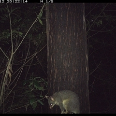 Trichosurus vulpecula (Common Brushtail Possum) at Lower Pappinbarra, NSW - 12 Nov 2024 by dave@kerrie