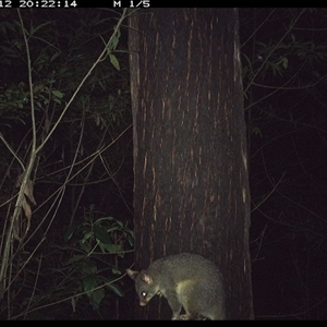 Trichosurus vulpecula (Common Brushtail Possum) at Lower Pappinbarra, NSW - 12 Nov 2024 by dave@kerrie
