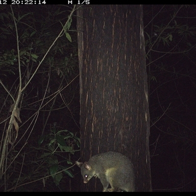 Trichosurus vulpecula (Common Brushtail Possum) at Lower Pappinbarra, NSW - 12 Nov 2024 by dave@kerrie