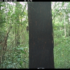 Cormobates leucophaea (White-throated Treecreeper) at Lower Pappinbarra, NSW - 13 Nov 2024 by dave@kerrie