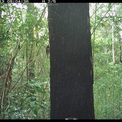 Cormobates leucophaea (White-throated Treecreeper) at Lower Pappinbarra, NSW - 13 Nov 2024 by dave@kerrie