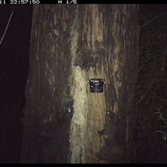 Trichosurus caninus (Mountain Brushtail Possum) at Lower Pappinbarra, NSW - 11 Dec 2024 by dave@kerrie