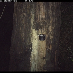 Trichosurus caninus (Mountain Brushtail Possum) at Lower Pappinbarra, NSW - 11 Dec 2024 by dave@kerrie