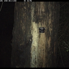 Antechinus stuartii (Brown Antechinus) at Lower Pappinbarra, NSW - 16 Dec 2024 by dave@kerrie