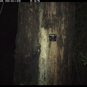 Antechinus stuartii (Brown Antechinus) at Lower Pappinbarra, NSW - 16 Dec 2024 by dave@kerrie