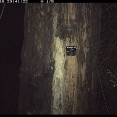 Antechinus stuartii at Lower Pappinbarra, NSW - 16 Dec 2024 11:41 PM