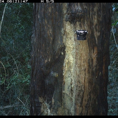 Eopsaltria australis (Eastern Yellow Robin) at Lower Pappinbarra, NSW - 24 Dec 2024 by dave@kerrie