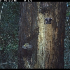Eopsaltria australis at Lower Pappinbarra, NSW - 24 Dec 2024 06:21 AM