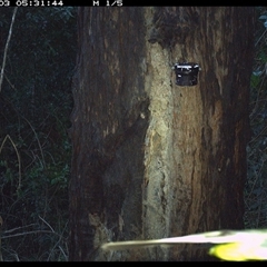 Eopsaltria australis at Lower Pappinbarra, NSW - 3 Jan 2025 by dave@kerrie