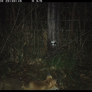 Vulpes vulpes (Red Fox) at Lower Pappinbarra, NSW - 3 Jan 2025 by dave@kerrie