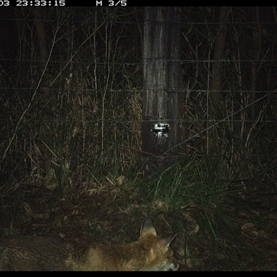 Vulpes vulpes (Red Fox) at Lower Pappinbarra, NSW - 3 Jan 2025 by dave@kerrie