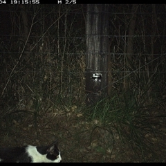 Felis catus (Feral Cat) at Lower Pappinbarra, NSW - 4 Jan 2025 by dave@kerrie