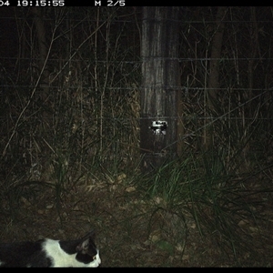 Felis catus (Feral Cat) at Lower Pappinbarra, NSW - 4 Jan 2025 by dave@kerrie
