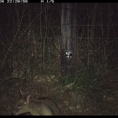 Wallabia bicolor (Swamp Wallaby) at Lower Pappinbarra, NSW - 6 Jan 2025 by dave@kerrie