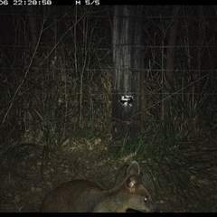 Wallabia bicolor at Lower Pappinbarra, NSW - 6 Jan 2025 10:28 PM
