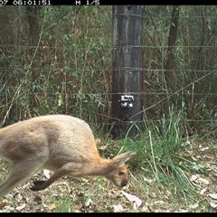 Notamacropus rufogriseus (Red-necked Wallaby) at Lower Pappinbarra, NSW - 7 Jan 2025 by dave@kerrie