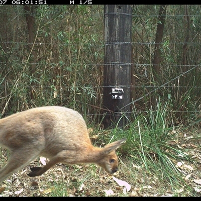 Notamacropus rufogriseus (Red-necked Wallaby) at Lower Pappinbarra, NSW - 7 Jan 2025 by dave@kerrie