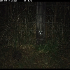 Tachyglossus aculeatus (Short-beaked Echidna) at Lower Pappinbarra, NSW - 9 Jan 2025 by dave@kerrie