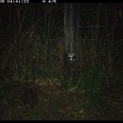 Tachyglossus aculeatus (Short-beaked Echidna) at Lower Pappinbarra, NSW - 9 Jan 2025 by dave@kerrie