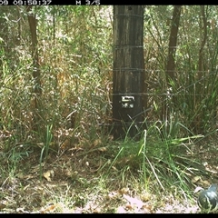 Leucosarcia melanoleuca (Wonga Pigeon) at Lower Pappinbarra, NSW - 9 Jan 2025 by dave@kerrie