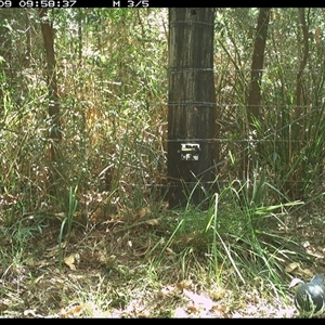 Leucosarcia melanoleuca (Wonga Pigeon) at Lower Pappinbarra, NSW - 9 Jan 2025 by dave@kerrie